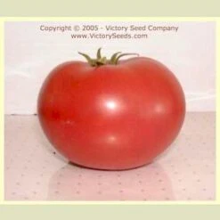 Redfield Beauty Tomato