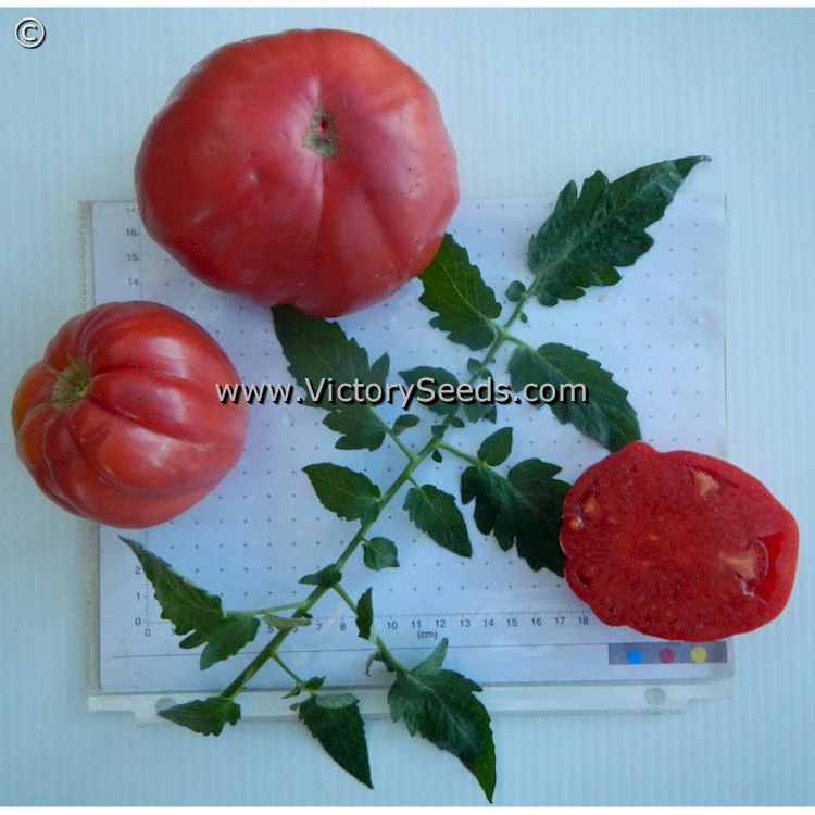 Redmon Giant Tomato - Image 5