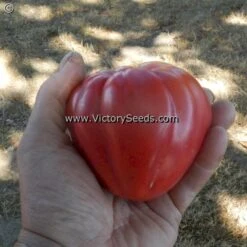 Redmon Giant Tomato