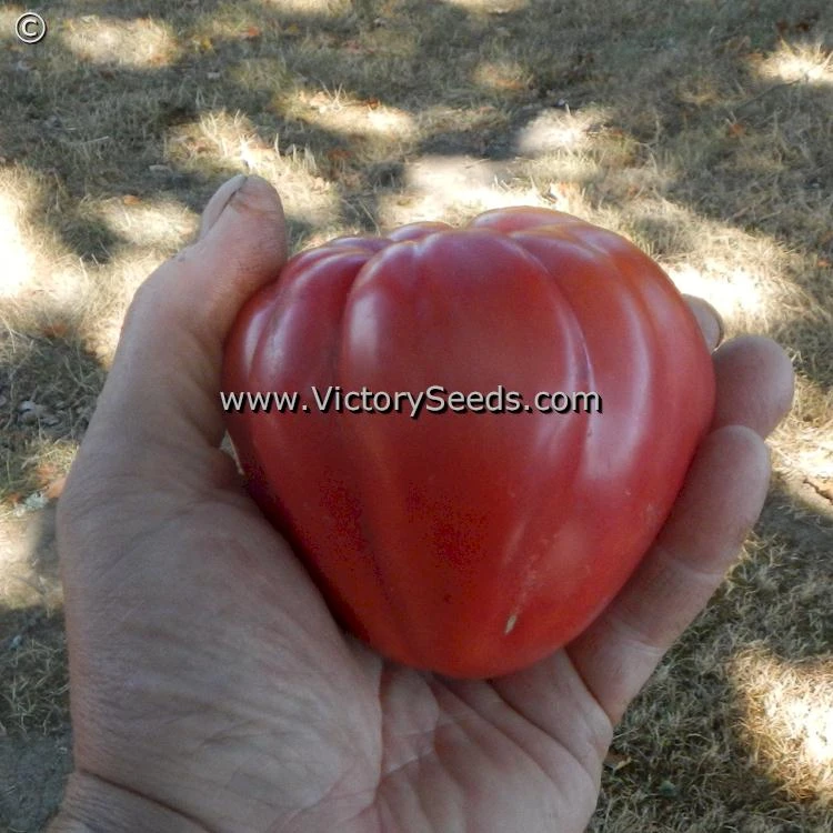 Redmon Giant Tomato