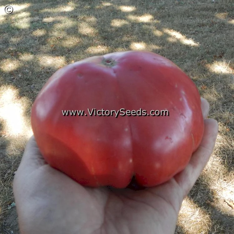 Redmon Giant Tomato - Image 4