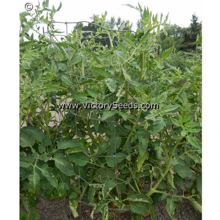 Redmon Giant Tomato - Image 3