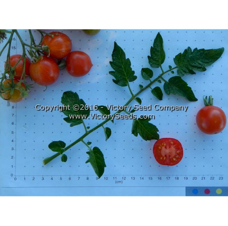 Riesentraube Tomato - Image 2