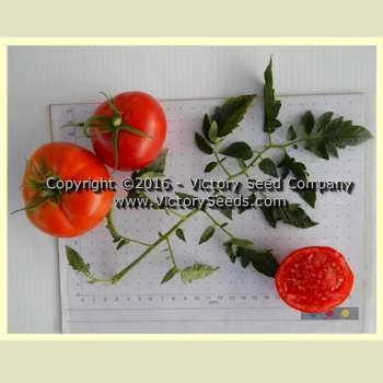 Riverside Tomato - Image 2