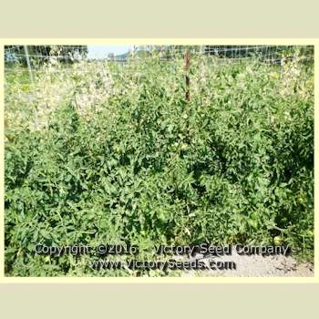 Riverside Tomato - Image 4