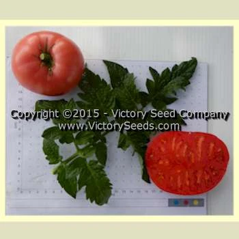 Rosella Crimson Tomato - Image 3