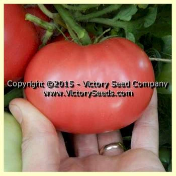 Rosella Crimson Tomato - Image 4