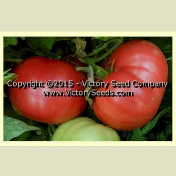 Rosella Crimson Tomato - Image 5