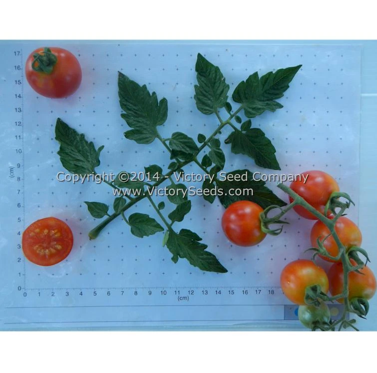 Royal Red Cherry Tomato - Image 5