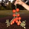 Royal Red Cherry Tomato