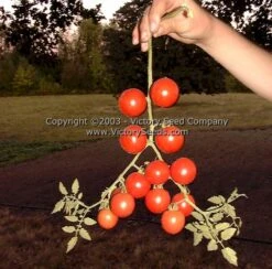 Royal Red Cherry Tomato
