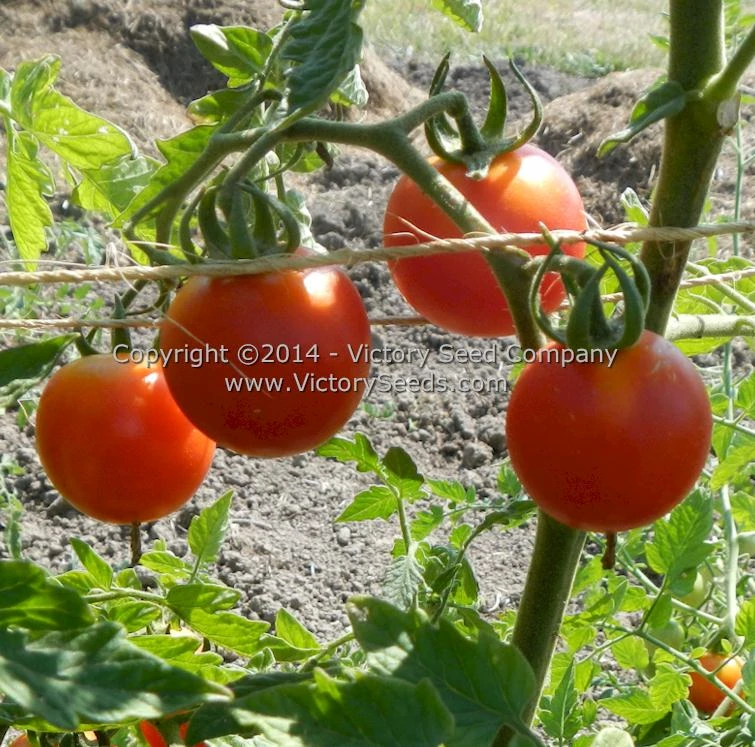 Royal Red Cherry Tomato - Image 3