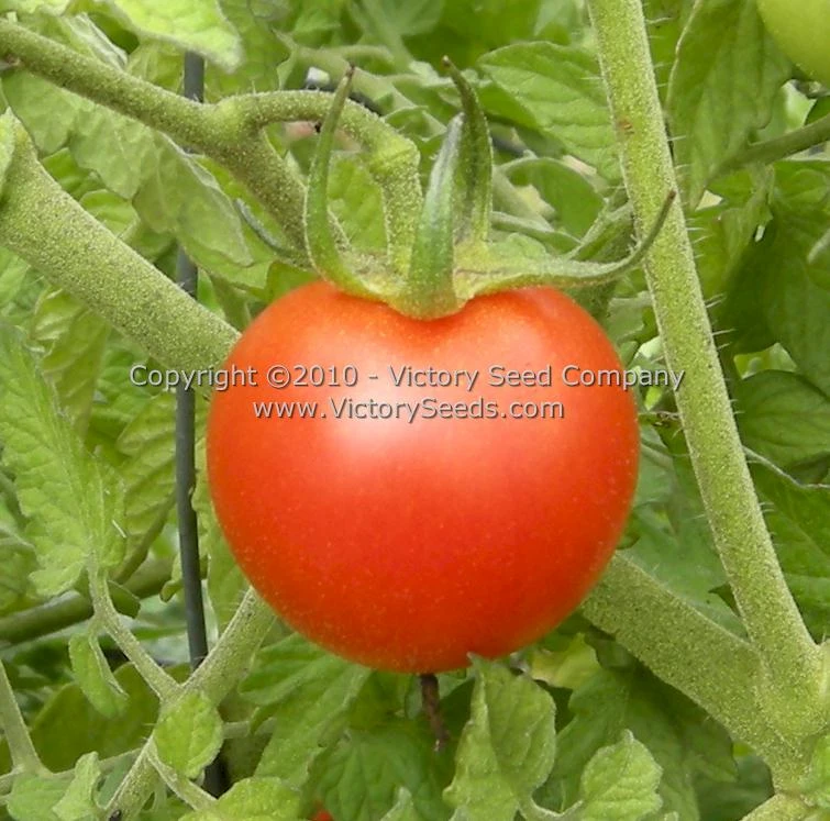 Royal Red Cherry Tomato - Image 6