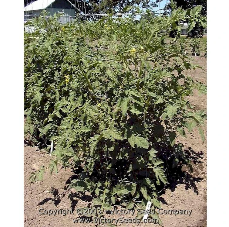 Royal Red Cherry Tomato - Image 4