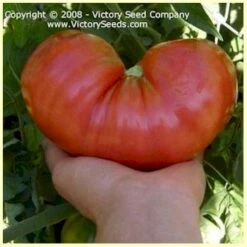 Rozovyi Gigant Tomato