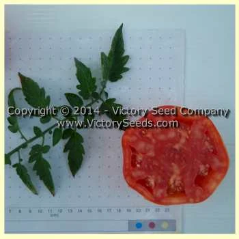 Sakharny Pudovichok Tomato - Image 3