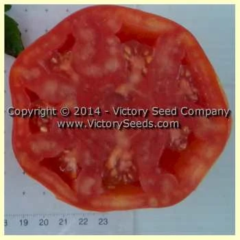 Sakharny Pudovichok Tomato - Image 4