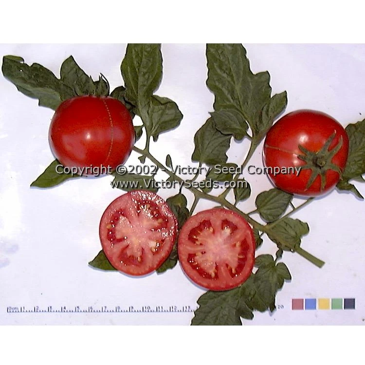 Salsa Tomato - Image 5