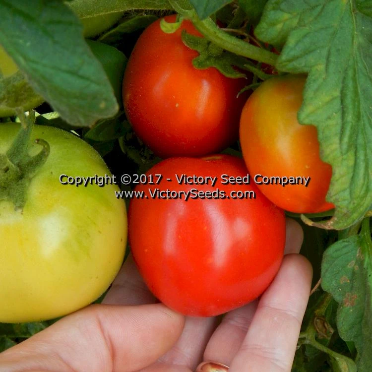 Salsa Tomato - Image 4