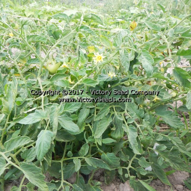 Salsa Tomato - Image 3