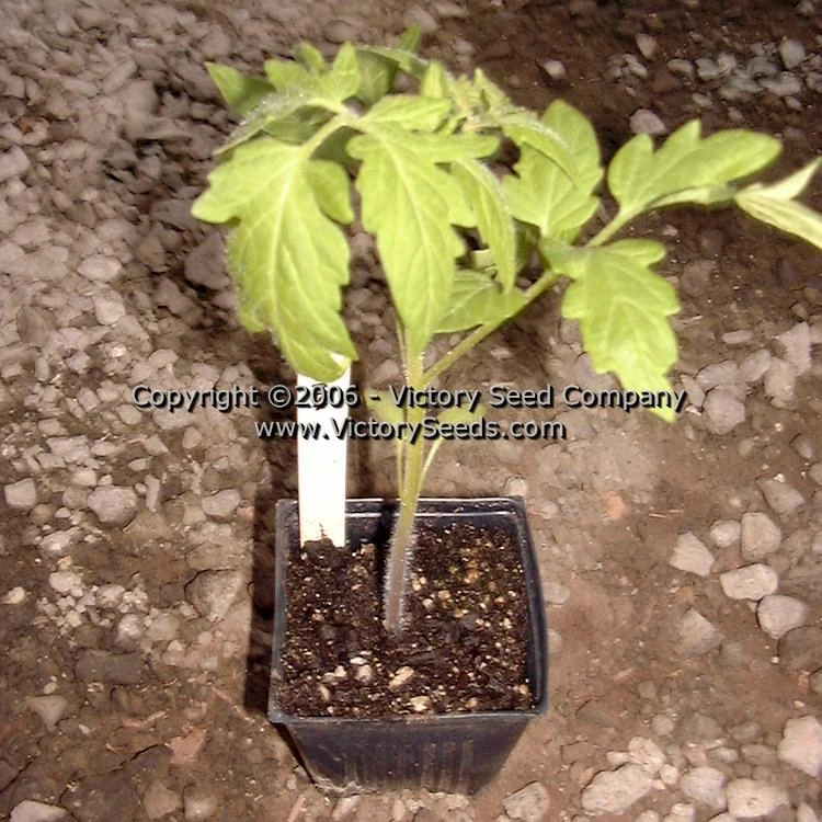 Salsa Tomato - Image 6