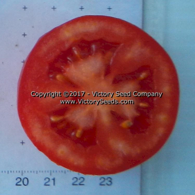 Salsa Tomato - Image 2