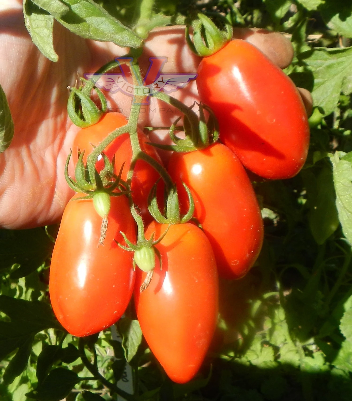 San Marzano Tomato - Image 3