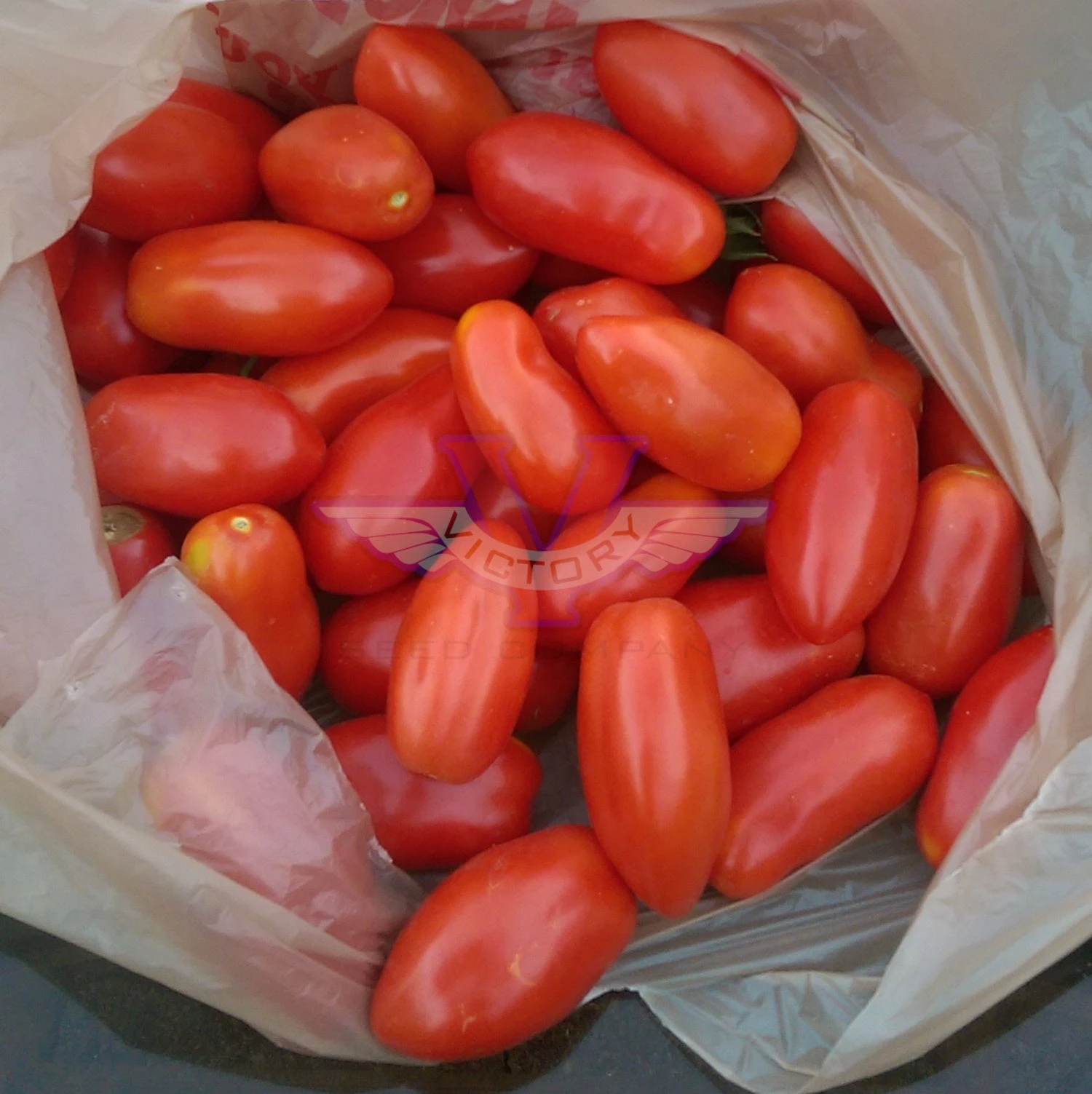 San Marzano Tomato - Image 5