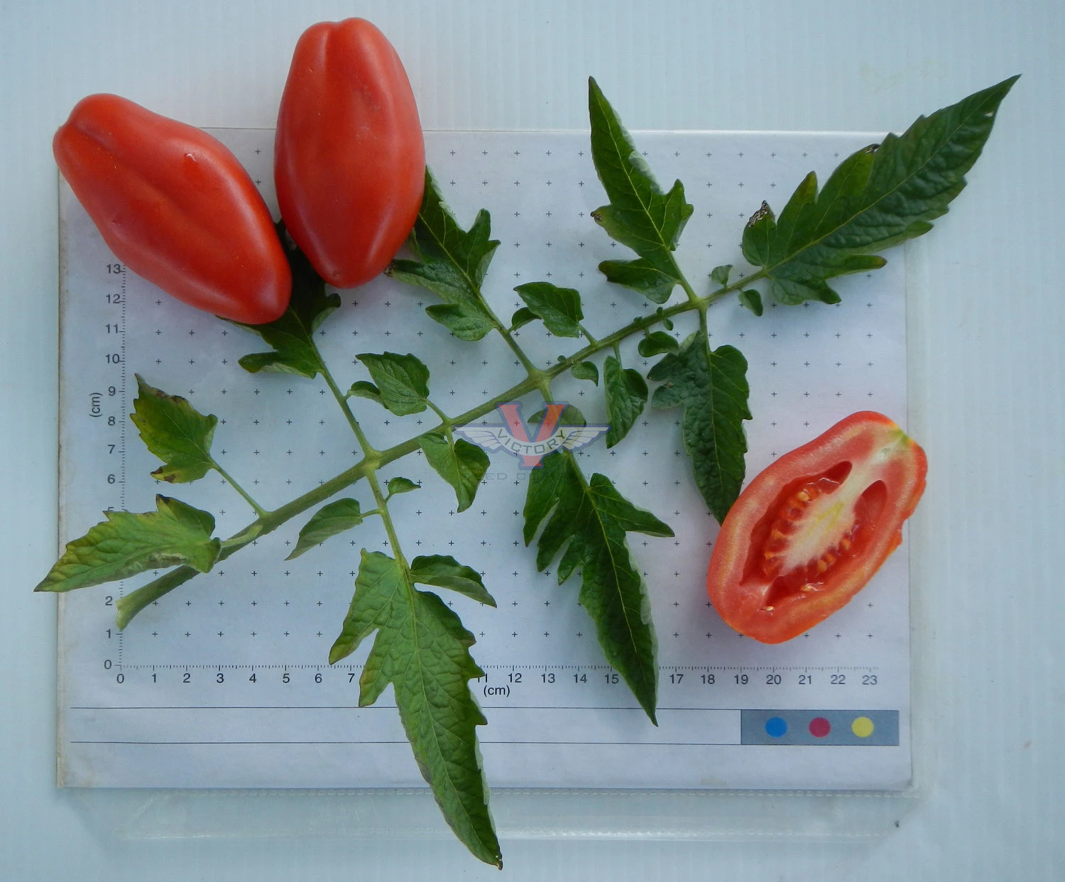 San Marzano Tomato - Image 4