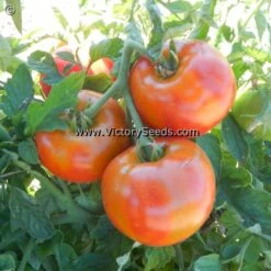 Santiam Tomato