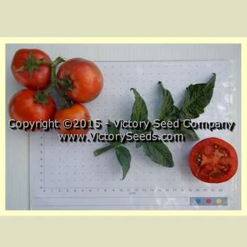 Sarandipity Tomato - Image 3