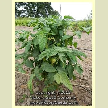 Sarandipity Tomato - Image 2