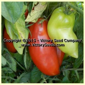 Sarnowski Polish Plum Tomato - Image 2