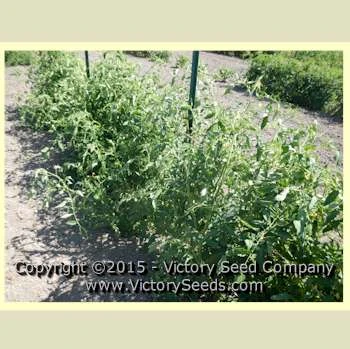 Sarnowski Polish Plum Tomato - Image 4