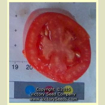 Sarnowski Polish Plum Tomato - Image 3