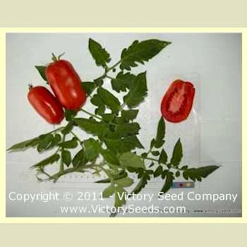 Schiavone Italian Paste Tomato - Image 2