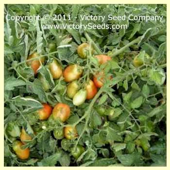 Schiavone Italian Paste Tomato - Image 3