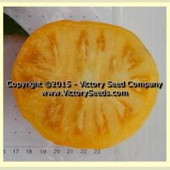 Sean's Yellow Dwarf Tomato