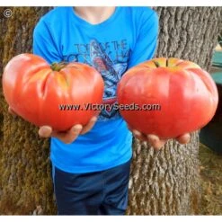 Shackelford Giant Pink Tomato