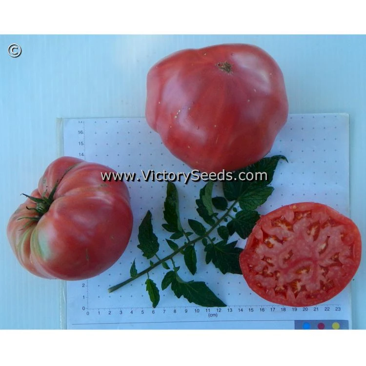 Shackelford Giant Pink Tomato - Image 6