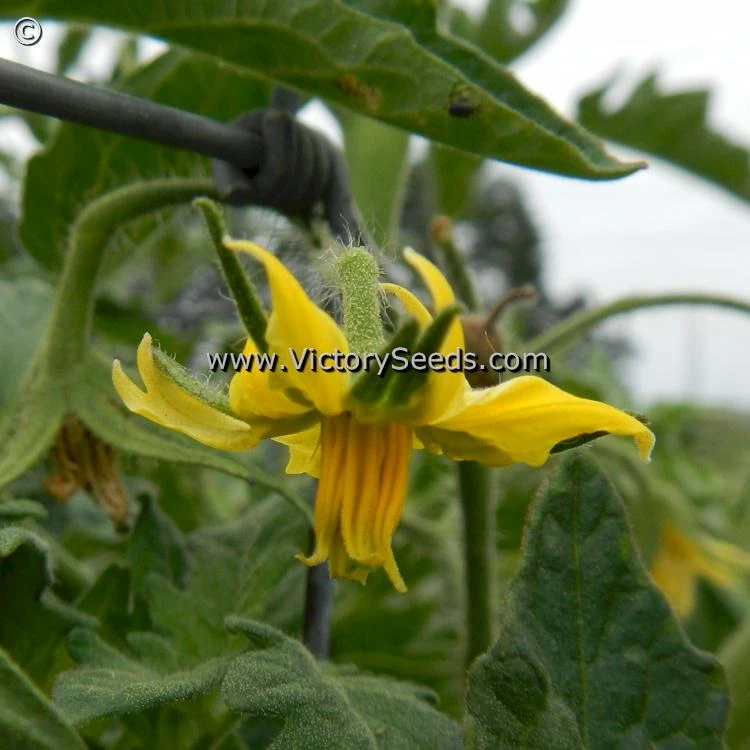 Shackelford Giant Pink Tomato - Image 7