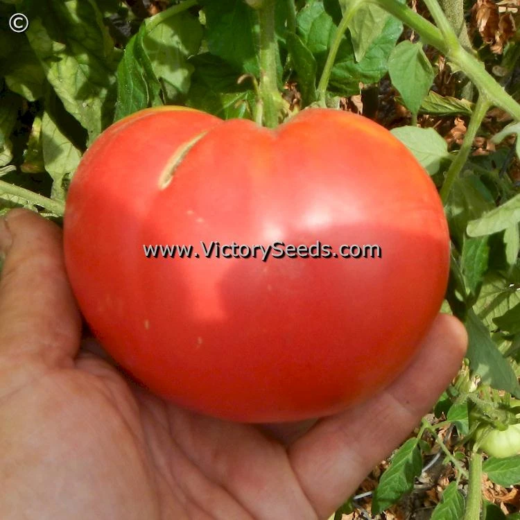 Shackelford Giant Pink Tomato - Image 5