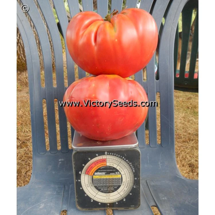 Shackelford Giant Pink Tomato - Image 3