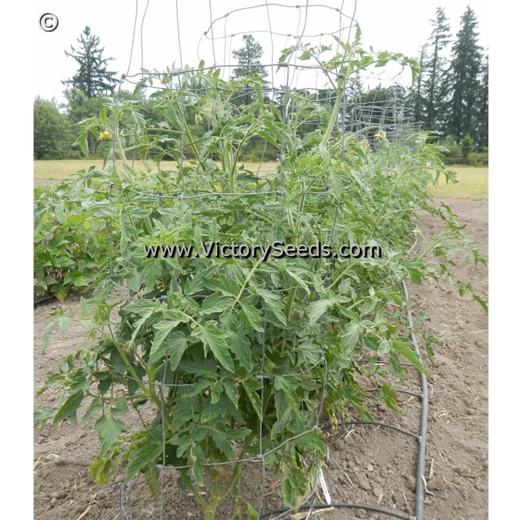 Shackelford Giant Pink Tomato - Image 4