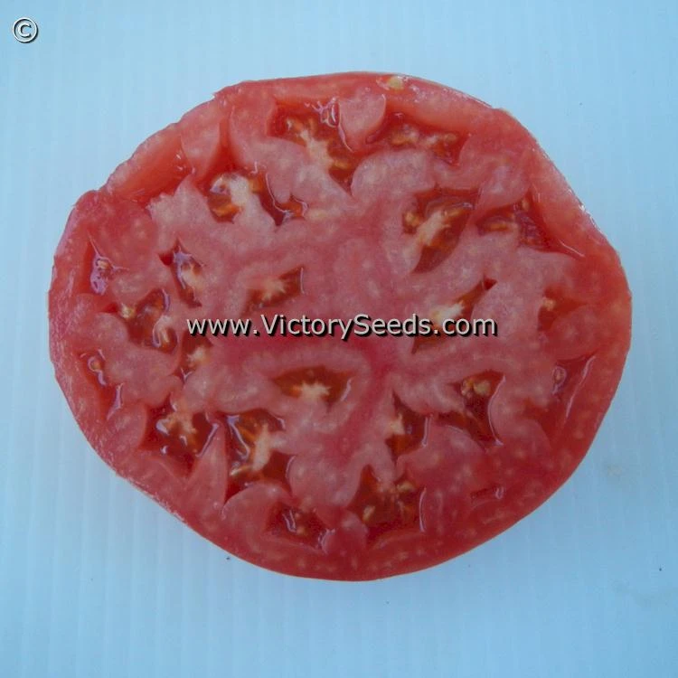 Shackelford Giant Pink Tomato - Image 2