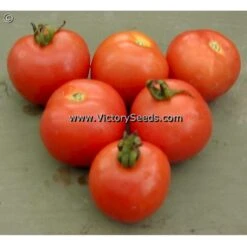 Siberia Tomato