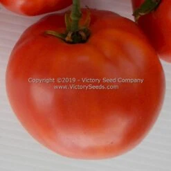 Sioux Tomato