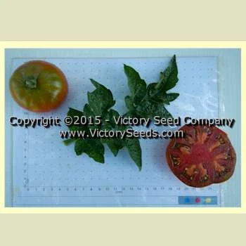 Sleeping Lady Tomato - Image 3