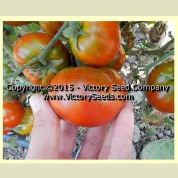 Sleeping Lady Tomato - Image 4