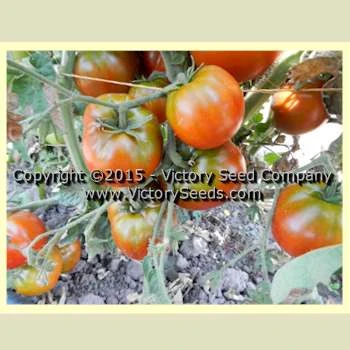 Sleeping Lady Tomato - Image 5